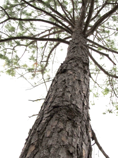 Pine Tree 365 Project