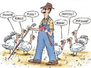 Turkey Humor