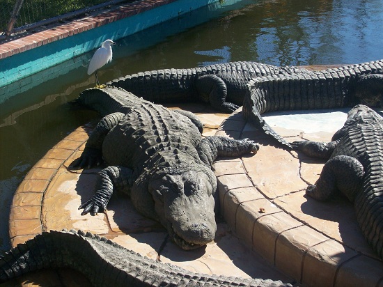 Gatorland Orlando